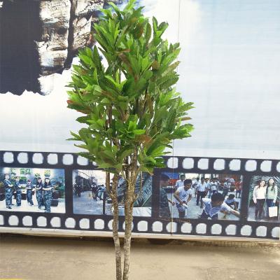 China 2018 New Cultivation Artificial Osmanthus Fragrans Flower Tree Delicious Fragrant Seeds For Planting Dongchu-2234 for sale