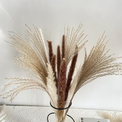 China Eco - Friendly Wholesale Customized 15-30pcs Available In Box Small Pampas Grass for sale