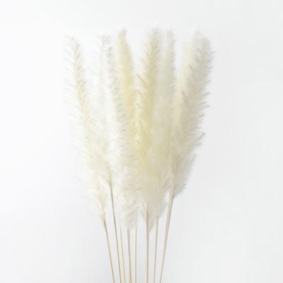 China Wedding Decoration Plant Flower Wholesale Natural Dry Stem Large Long Dried Pampas Grass For Home Decor for sale