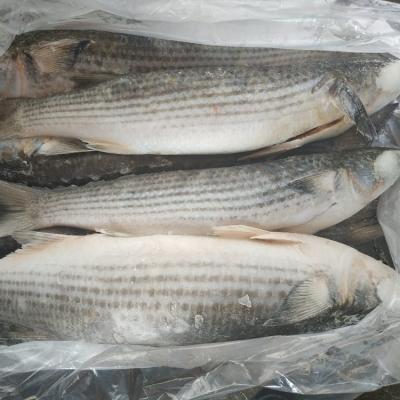 China FROZEN Frozen Gray Mullet Gutted IQF/BQF For Market for sale