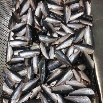 China Saurels japonicus FROZEN Fish HGT BQF Frozen Trachurus for sale