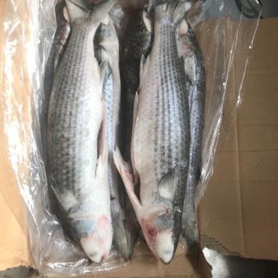 China FROZEN frozen gray mullet gutted for seafrozen BQF for market for sale