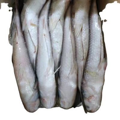 China Cephalus Gray Mullet Gutted Fish High Protein Frozen Mugil For Marketing for sale