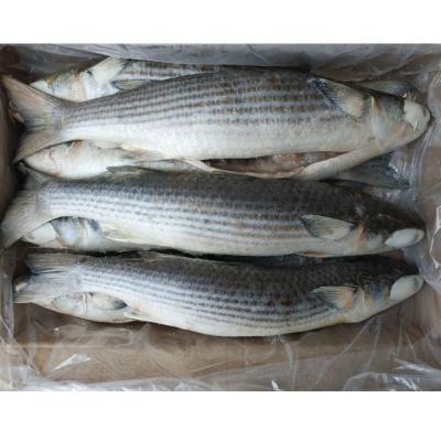 China NATURE Gray Mullet Gutted Chinese Fish frozen 800-1000g cleaned whole for sale