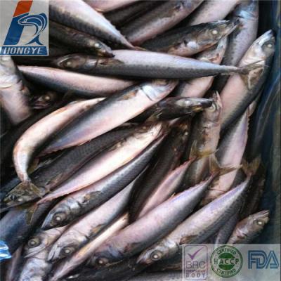 China The FROZEN whole round frozen Pacific mackerel fish seafrozen BQF 400-600g for market for sale