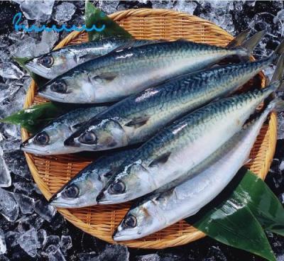 China The FROZEN whole round frozen Pacific mackerel fish landfrozen BQF 400-600g for market for sale