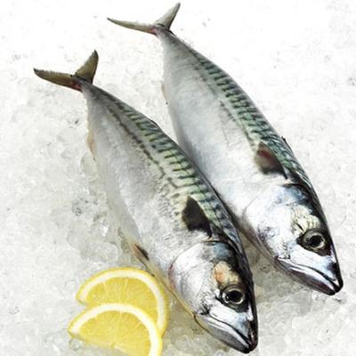 China Frozen Pacific Mackerel FROZEN WR for market for sale