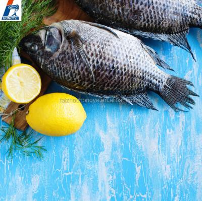 China FROZEN Black Tilapia (oreochrimis niloticus) WR for sale