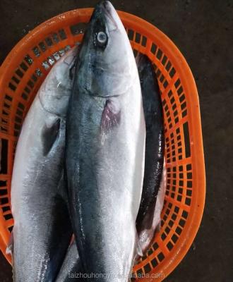 China High quality organic frozen whole yellow tail amberjack scad fish 6-8kg for sale for sale