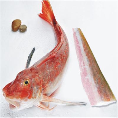 China FROZEN seafrozen IQF gurnard fillets fish Lepidotrigla red microptera for market for sale