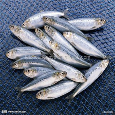 China Frozen sardine of good prices FROZEN HGT in good sale for sale