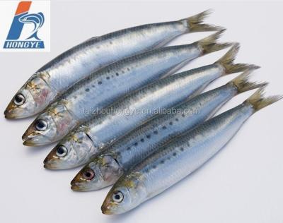 China High quality FROZEN with good price whole round frozen sardinella longiceps 90%NW BQF for canning and market for sale