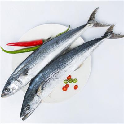 China FROZEN whole round frozen seafrozen Spanish mackerel fish BQF Scomberomorus Niphonius for market for sale