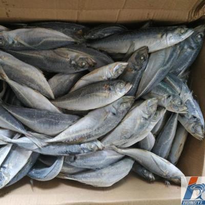 China FROZEN whole round frozen saurels seafrozen fish BQF trachurus japonicus for market for sale