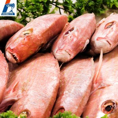 China Organic Frozen Wholesale Fish Seafood Whole Round Common Mullet (SEA PERCH) WR for sale