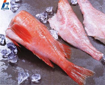 China FROZEN Headed Gutted Seafood Sebastidae Red Mullet (Sea Bass) HGT/HG for sale