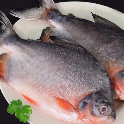 China The FROZEN whole round of seafrozen BQF red damselfish for the market for sale