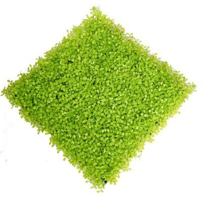 China 20mm Artificial Green Grass Wall for sale