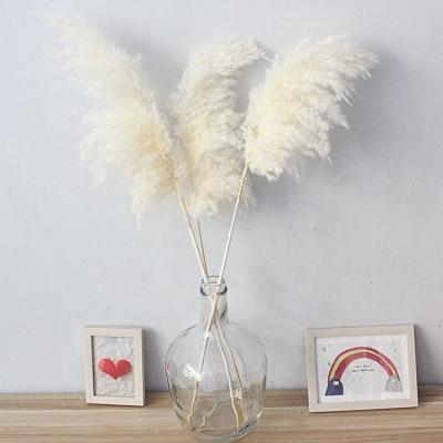 China M109 Boho Beautiful Flower Plume Grass Wedding Home Natural Large Dried Flower Bouquet Pampas Grass Decor White Pampas Grass Large Small zu verkaufen