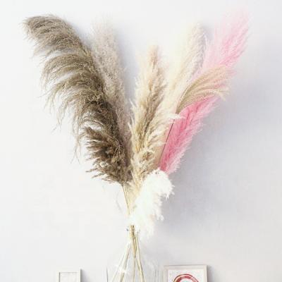 Chine M021 Real Natural Big Dry Flower Wedding Decor Cream Gray White Large Tall Fluffy Beige Pampas Flower Dried Pampas Grass For Sale à vendre