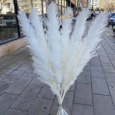 Κίνα M181 Real Natural Wedding Boho Home Decorative Wall Dried Pampas Grass Fluffy White Large Natural Dried Reed Grass 120cm Extra Pampas Grass Decor προς πώληση