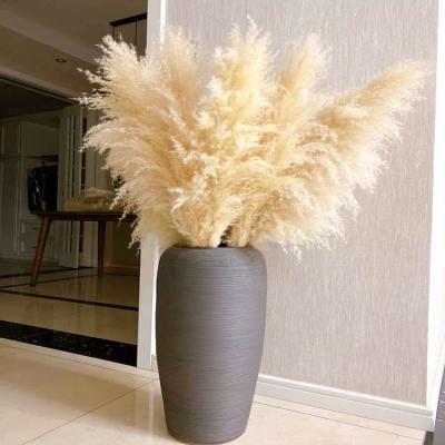 China Real Pampas Grass Preserved Dried Fluffy Cream 6ft Beige Tall Natural Dried By Wholesale Natural Flower Arrangement Wedding Dried M020 Real Tall Full zu verkaufen