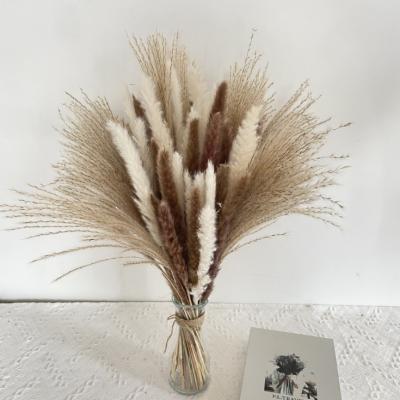 China R056 Amazon Plants Natural Flowers and Success Dried Dried Flowers Pampas Grass Large Bouquet Colorful Natural Pampas Grass zu verkaufen