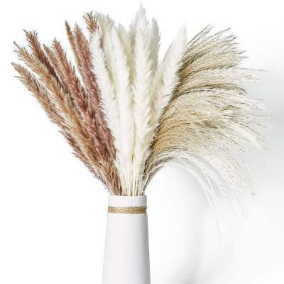 Chine R184 Natural Flowers and Plants Dried Pampas Grass Decor Pampas Grass Decor Natural Dry Pampas Grass Natural Color à vendre