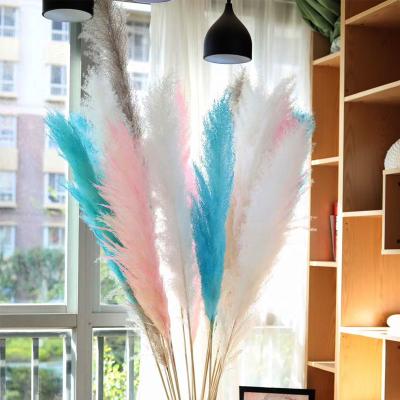 中国 R185 Flowers and Plants Home Wedding Decor Natural Ins Popular Decoration Dried Natural Dry Pampas Pampas Grass Decoration 販売のため