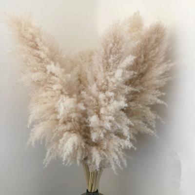 Chine Europe N075 Hot Selling Wholesale High Quality Home Decoration Amazon Amazon Dried Reed Flower Pampas Grass White à vendre