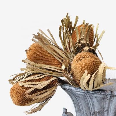 China Touch M098 Natural Banksia Rustic Proteal Arrangement Tropical Wedding Dried Flower Bouquet Decor Preserved Natural Dried Banksia for sale