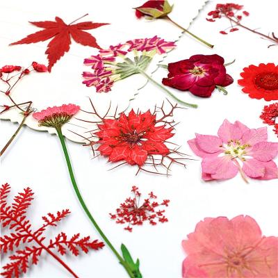 中国 L056 Mixed High Quality Durable Multiple Dried Pressed Flowers Dried Flowers For Resin Lavender Flowers For Diy Candle Resin Jewelry 販売のため