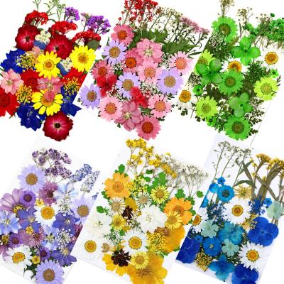 China M391 Preserved Wildflower Beautiful Colorful Stem Leaf Petals Pressed Flowers Diy Pressed Flower Resin Pressed Flat Dried Flower For DIY Craft à venda