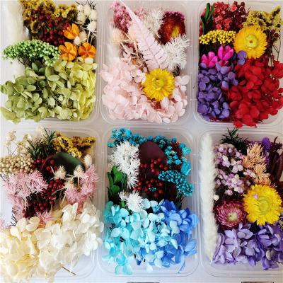 中国 L088 High Quality Multiple Colors Baby Breath Preserved Natural Gypsophila Flower Professional Preserved Box From Touch Flowers DIY Supplier 販売のため