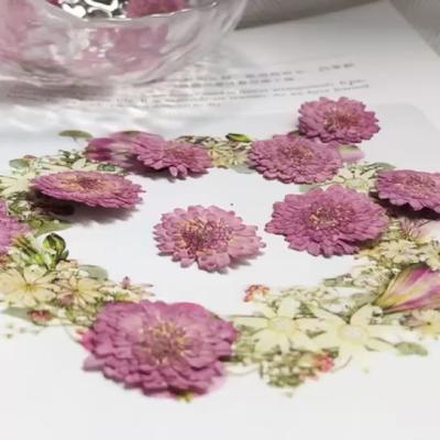 China N074 Wholesale Birthday Success DIY Garden Wedding Amazon Flowers Dried Chrysanthemum Material High Quality Dried Specimen Dried Flowers for sale