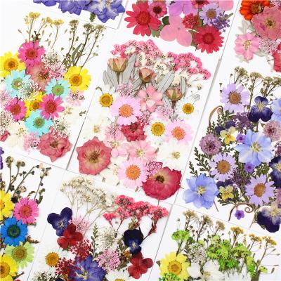 中国 Natural Flowers and Plants Hit Volume R348 Amazon Dried Pressed Flowers Diy Material Pressed Flowers 販売のため