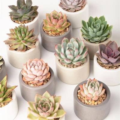 China Wholesale Durable Home Indoor Decorative Plastic Artificial Succulent Potted Plants Garden Decor Cheap Succulents for sale