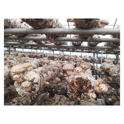 China Shiitake Mushroom Kit FROZEN Growing Shiitake Mushroom Customizable Spawning for sale