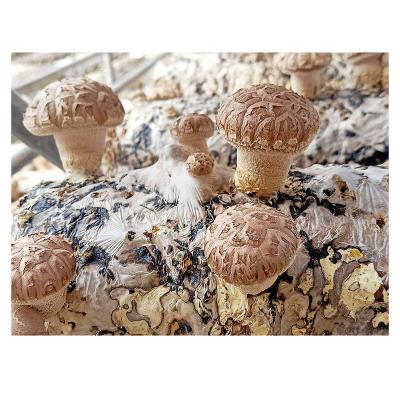 China Factory FROZEN shiitake mushroom spawn sticks logs supplier for fresh shiitake mushroom for sale