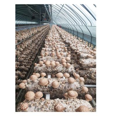 China Factory direct sales FROZEN organic shiitake mushroom high quality cultivation logs for sale