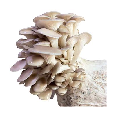 China Farm FROZEN Organic Oyster Mushroom Spawning Log Seed Oyster Mushroom Gray Sticks for sale