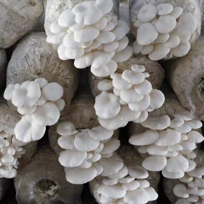 China Farm FROZEN Organic Oyster Mushroom Spawning Log Seed Oyster Mushroom Gray Sticks for sale