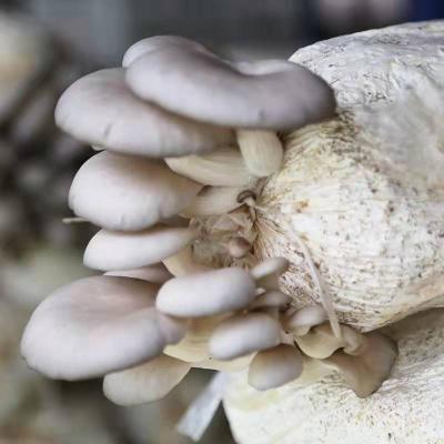 China Farm FROZEN Organic Oyster Mushroom Spawning Log Seed Oyster Mushroom Gray Sticks for sale