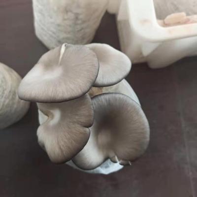 China Farm FROZEN organic fruitwood Top Harvest Oyster Mushroom Spawning Logs Seed Gray Oyster Mushroom Sticks for sale