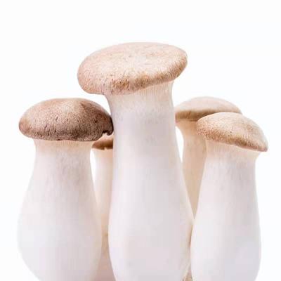 China FROZEN King Oyster Mushroom Spawn Bag Oyster Spawn Log for sale