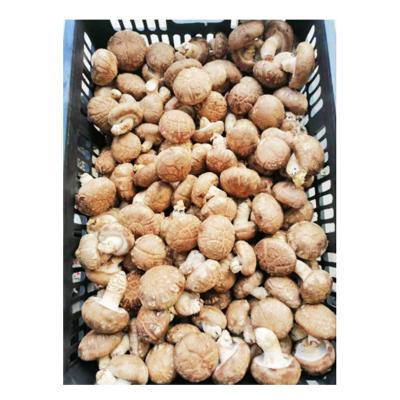 China Factory direct sales fresh organic grown frozen shiitake mushroom for sale