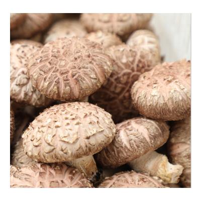 China Fresh Organic Cultivation High Quality Chinese Fresh Shiitake Mushrooms For Cooking for sale