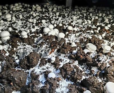 China Agaricus bisporus frozen white buttonMushroom price FROZEN for sale