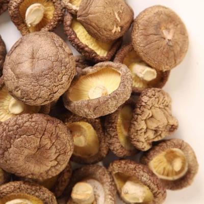 China Dry shiitake mushroom for sale