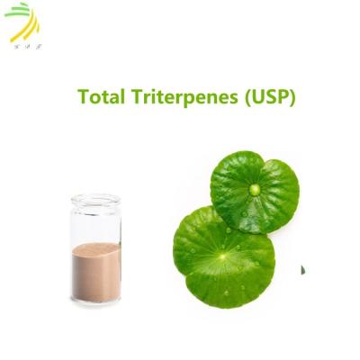 China 90% Assay Herbal Extract Total Triterpenes Powder USP with Characteristic Odor for sale